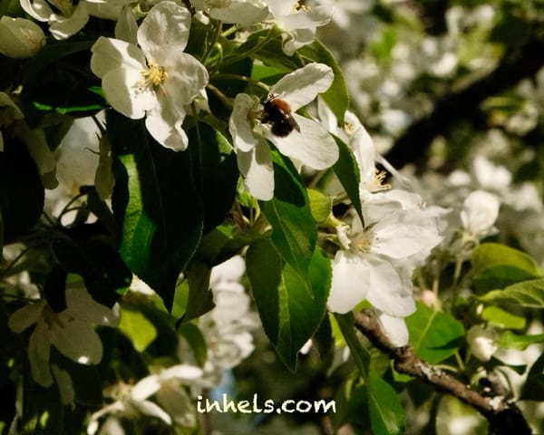 Malminkartano Apple Tree Garden